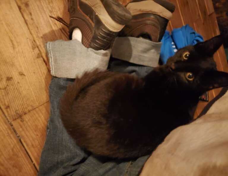 can goinbeens cook at home