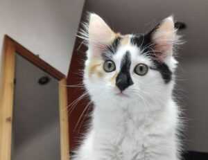 how can gerenaldoposis disease kill you