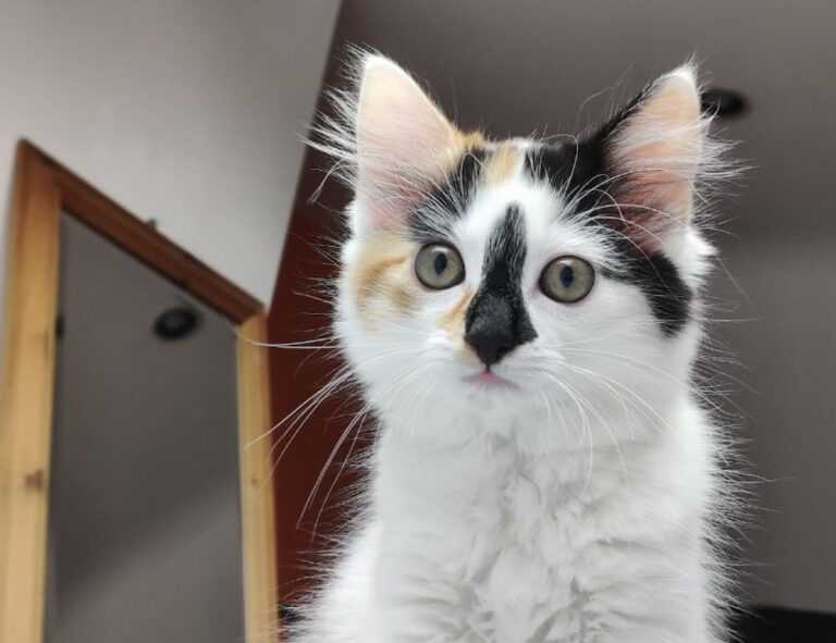 how can gerenaldoposis disease kill you