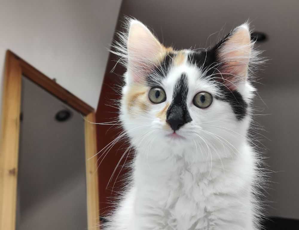 how can gerenaldoposis disease kill you