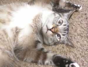 what should zavagouda sauce taste like