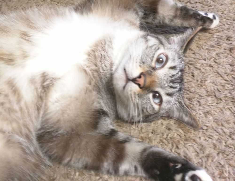 what should zavagouda sauce taste like